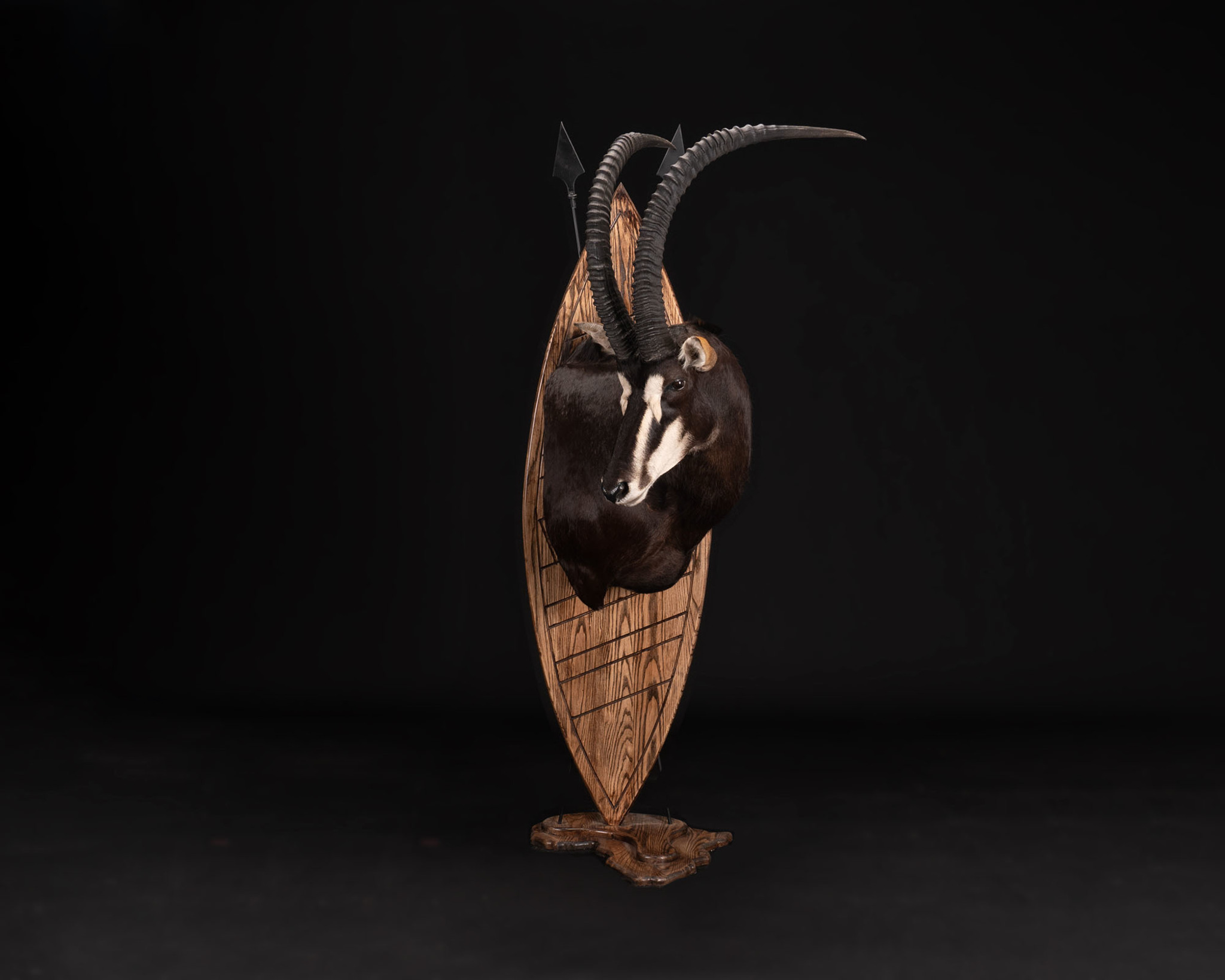 Sable wall pedestal mount Taxidermy Zulu Shield